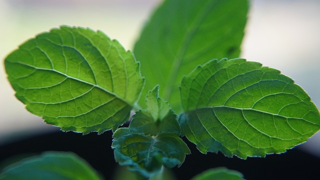 Tulsi is a green plant that is an adaptogen with benefits