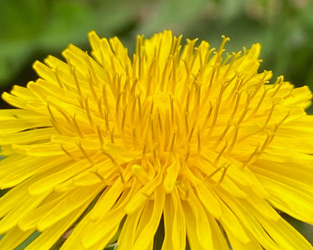 Dandelion flowers are medicinal and is the May Herb of the Month