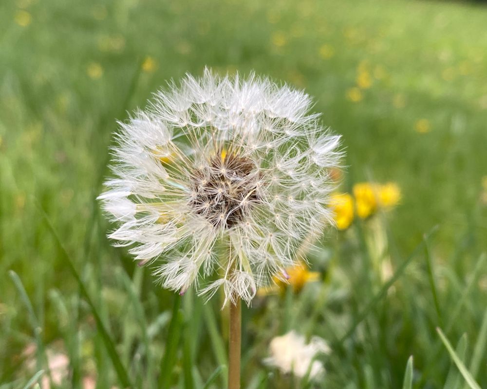 Dandelion Seeds on a stem for Herb of the Month: Dandelion