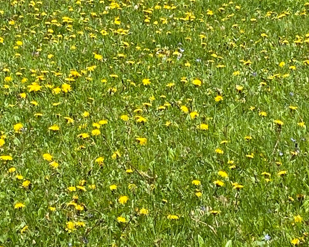 Herb of the Month: Dandelion in a field