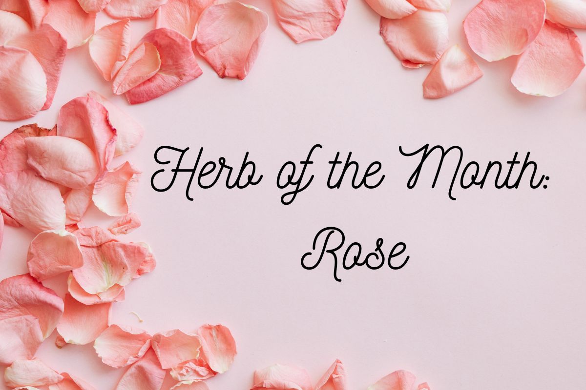 Herb of the Month: Rose