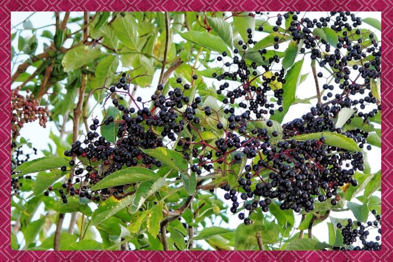 September herb of the month: Elderberries