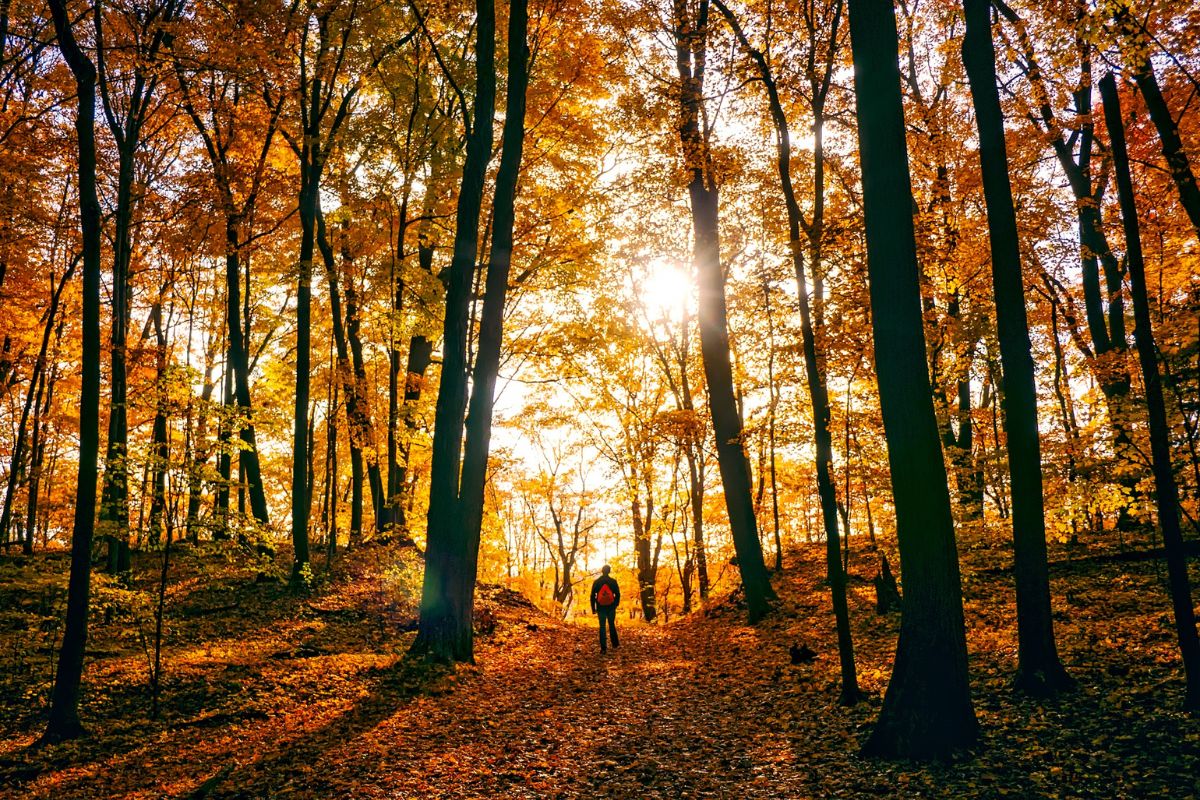 Take a Walk in Nature in the woods at sunrise or sunset